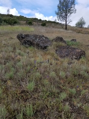 Delphinium uliginosum