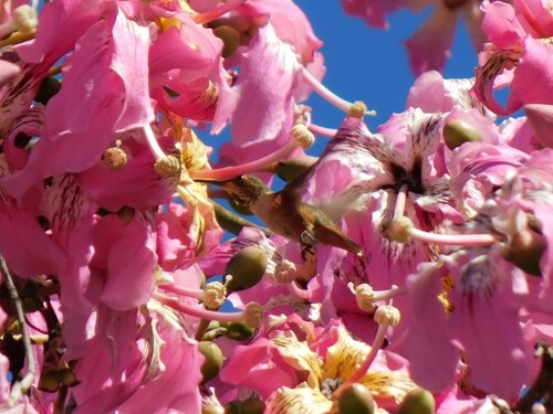 iNaturalist observation photo of Allen's Hummingbird