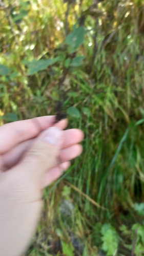 Carex aterrima, photograph 4
