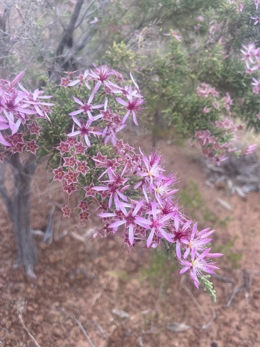 Turkey Bush