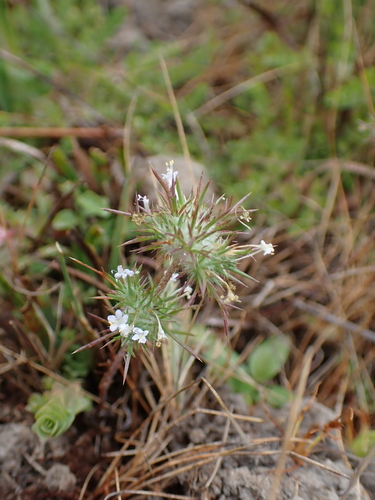 Navarretia intertexta, photograph 1