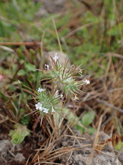 author not stated, no rights reserved Navarretia intertexta, photograph author not stated, no rights reserved