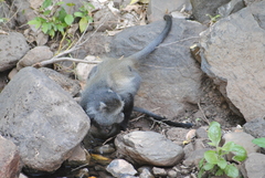 Cercopithecus mitis manyaraensis