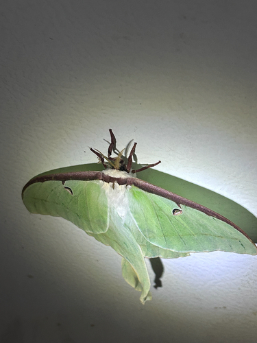 North American Luna Moth