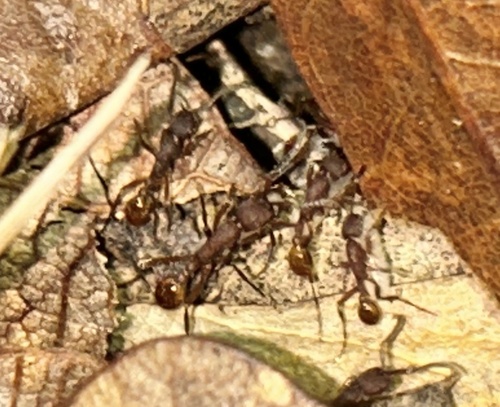Legionary Ants