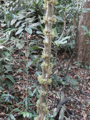 Baccaurea parviflora