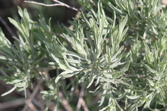Artemisia cana