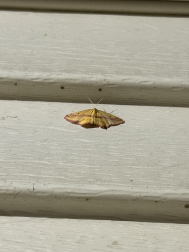 Chickweed Geometer Moth