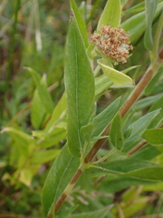 Pycnanthemum californicum, photograph author not stated, no rights reserved