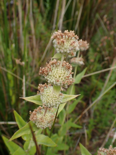 Pycnanthemum californicum