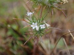 Navarretia intertexta
