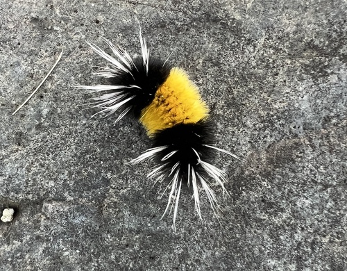 Spotted Tussock Moth