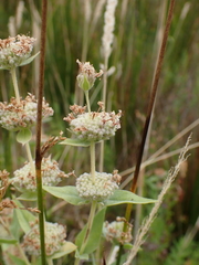 Pycnanthemum californicum, photograph author not stated, no rights reserved