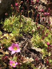 Saxifraga