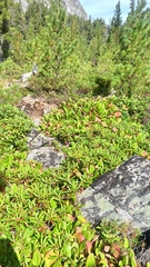 Rhododendron aureum, photograph (c) ivansemenkov, some rights reserved (CC BY)