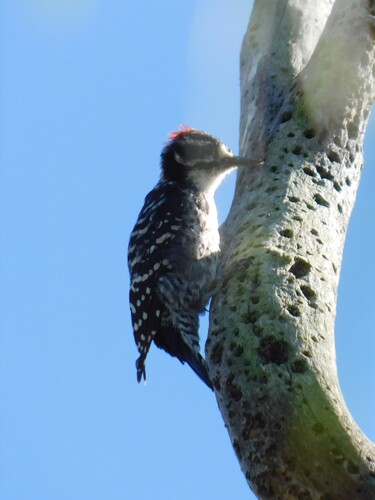 iNaturalist observation photo of Nuttall's Woodpecker