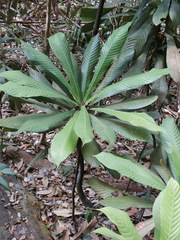 Agrostistachys borneensis