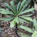 Agrostistachys borneensis - Photo (c) 106611639464075912591, algunos derechos reservados (CC BY-NC-SA), subido por 106611639464075912591