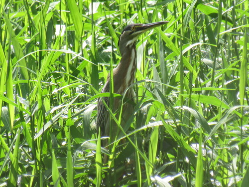 iNaturalist image