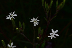 Stevia caracasana