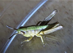 Pseudochorthippus curtipennis