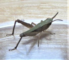 Pseudochorthippus curtipennis