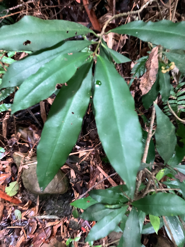 Ardisia quinquegona observed 2026-09-03