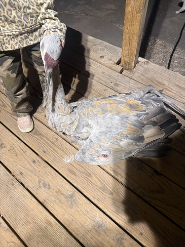 Sandhill Crane