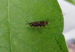 Euparyphus