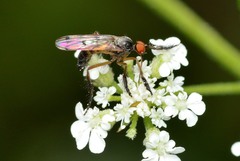 Empis clausa