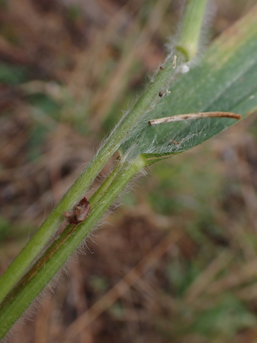 Dichanthelium acuminatum, photograph 6