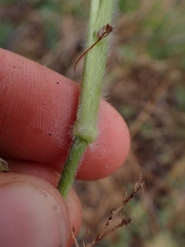 Dichanthelium acuminatum, photograph 4