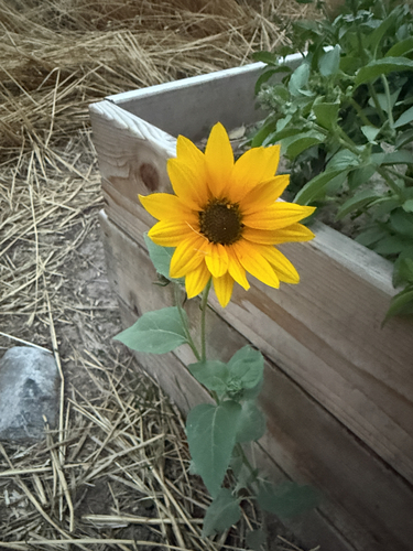 Common Sunflower