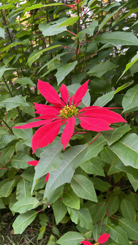 Poinsettia