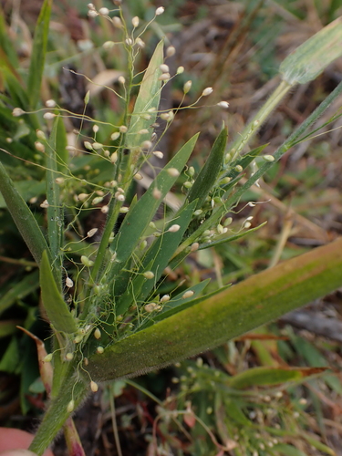 Dichanthelium acuminatum, photograph 5