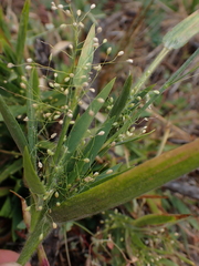 author not stated, no rights reserved Dichanthelium acuminatum, photograph author not stated, no rights reserved