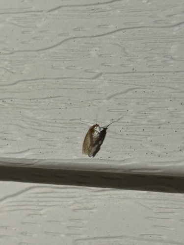 Micromus posticus