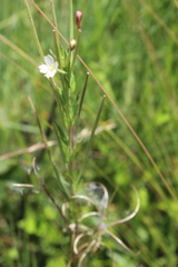 Epilobium capense