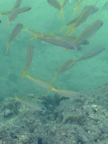 Pinna observed 2026-09-02