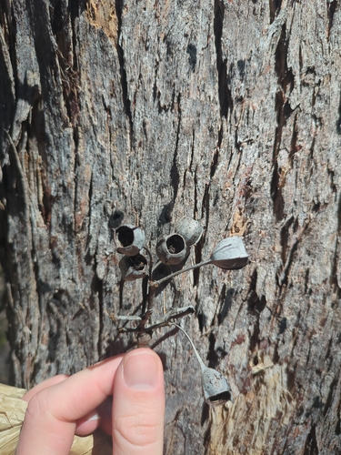 Angophora woodsiana, 2026-09-03