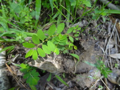 Phyllanthus caroliniensis