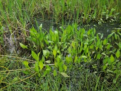 Alisma lanceolatum