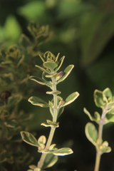 Thymus × citriodorus