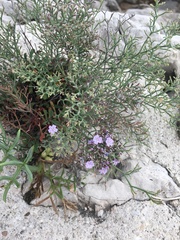 Limonium cordatum