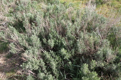 Artemisia cana