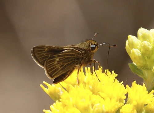 iNaturalist observation photo of Wandering Skipper