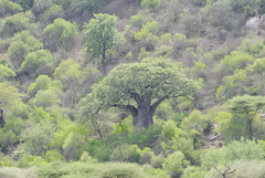 Adansonia