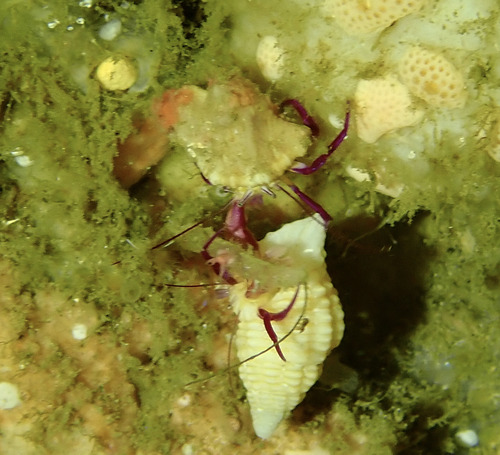 Pylopaguropsis keijii observed 2025-08-17