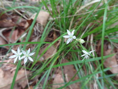 Allium canadense