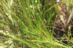 Isolepis inyangensis